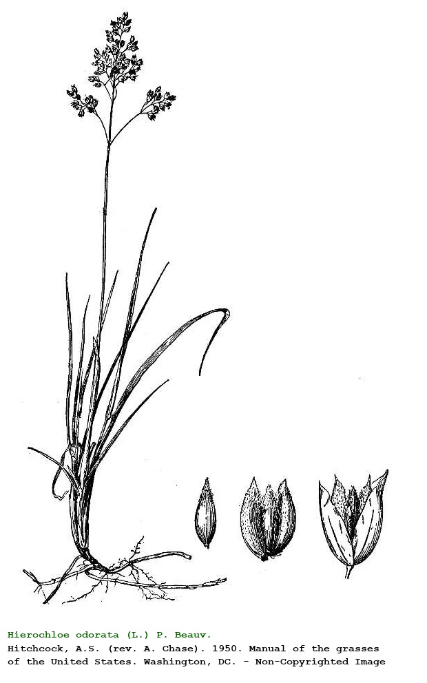 Hierochloe odorata (L.) P. Beauv.
